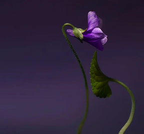 Olfactive Studio Extrait de Parfum Violet Shot